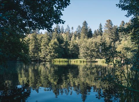 Kinzigsee