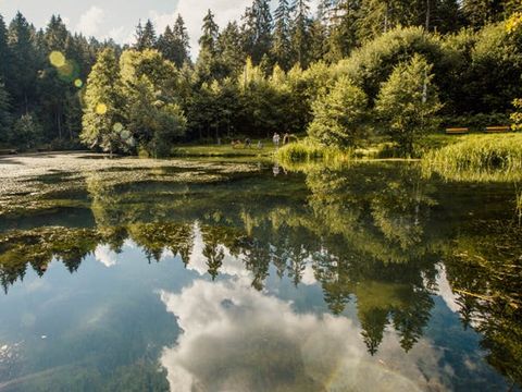 Zauberhaft spiegeln sich die Bäume und Sträucher im Kinzigsee